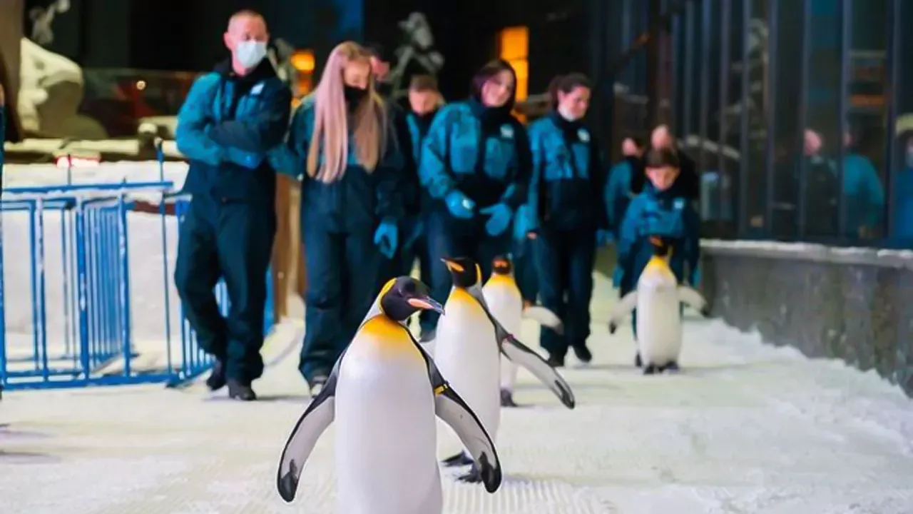 Ski Dubai Snow Premium Experience